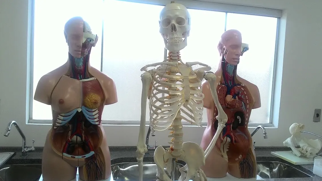 Laboratório de Anatomia