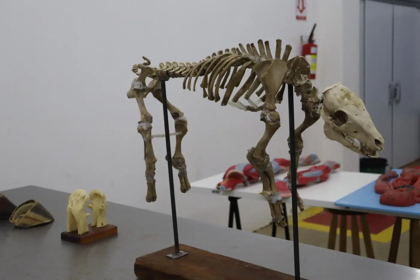 Anatomia animal